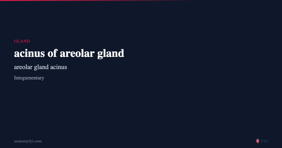 acinus of areolar gland