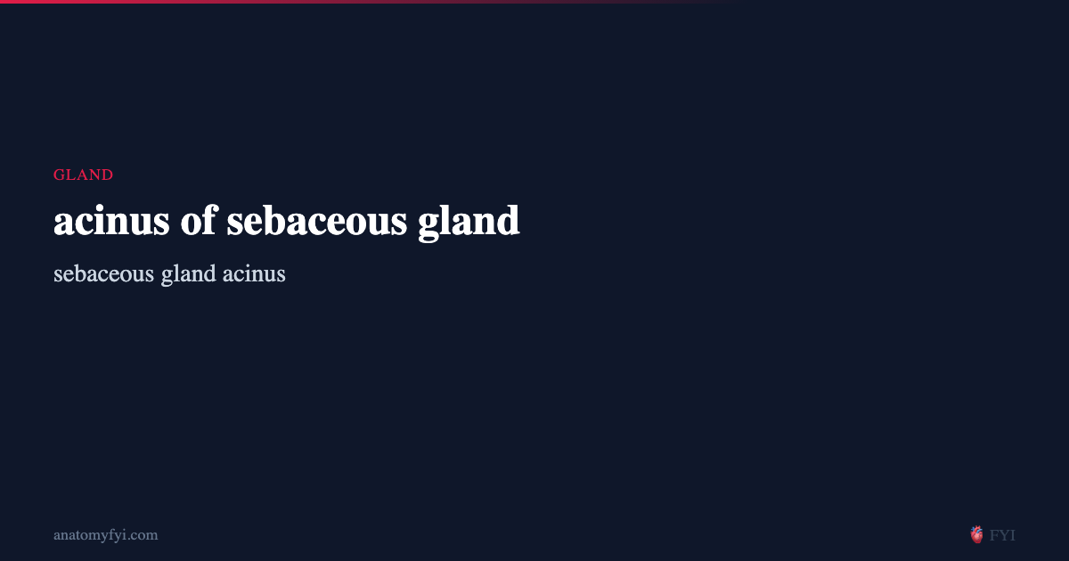 acinus of sebaceous gland