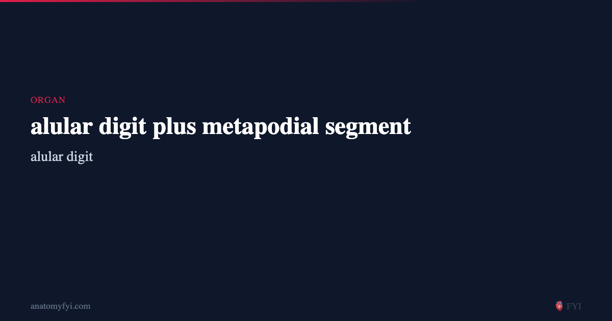alular digit plus metapodial segment