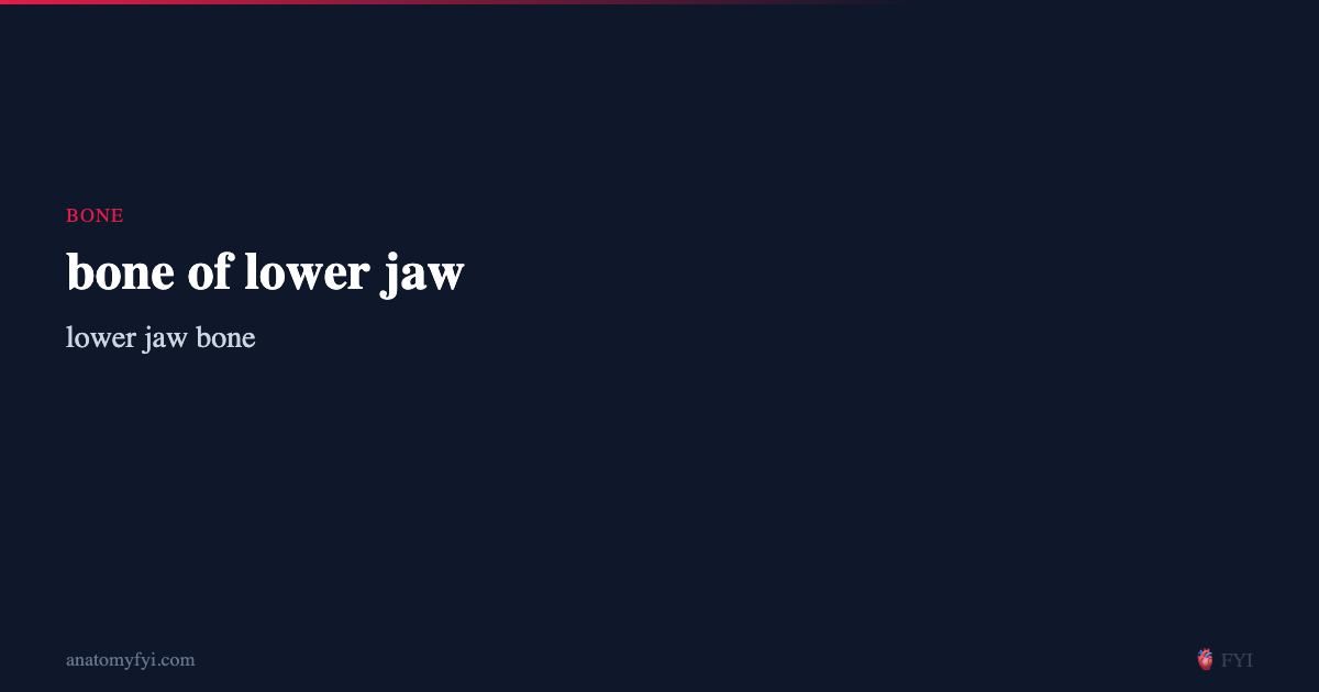 bone of lower jaw