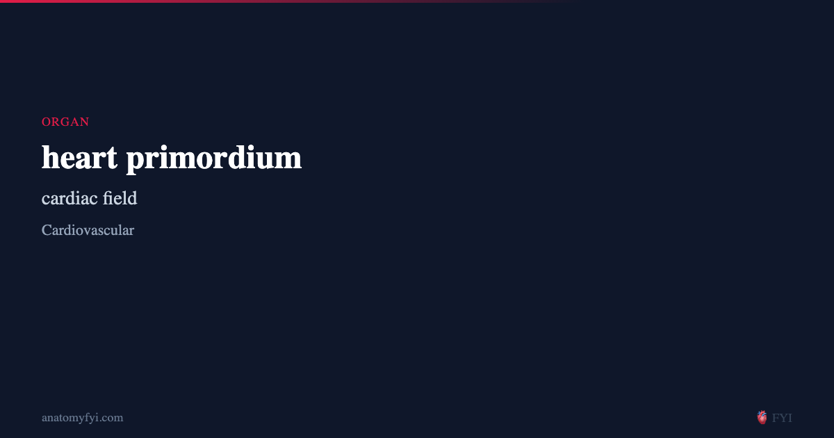 heart primordium