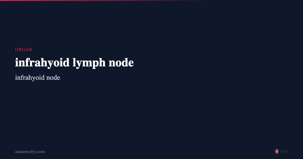 infrahyoid lymph node — Organ Anatomy, Location & Function — AnatomyFYI