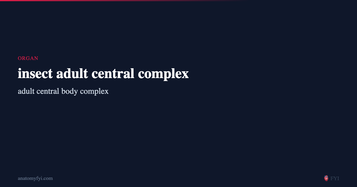 Complex Structures Insects insect adult central complex — Organ Anatomy, Location & Function ...