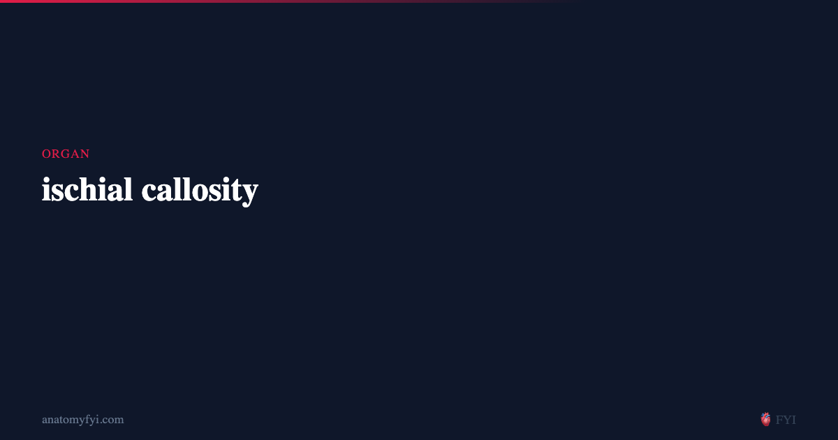 ischial callosity