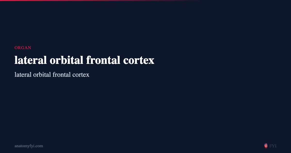 Frontal Cortex Netrunner lateral orbital frontal cortex
