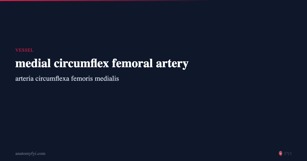medial circumflex femoral artery — Vessel Anatomy, Location & Function ...