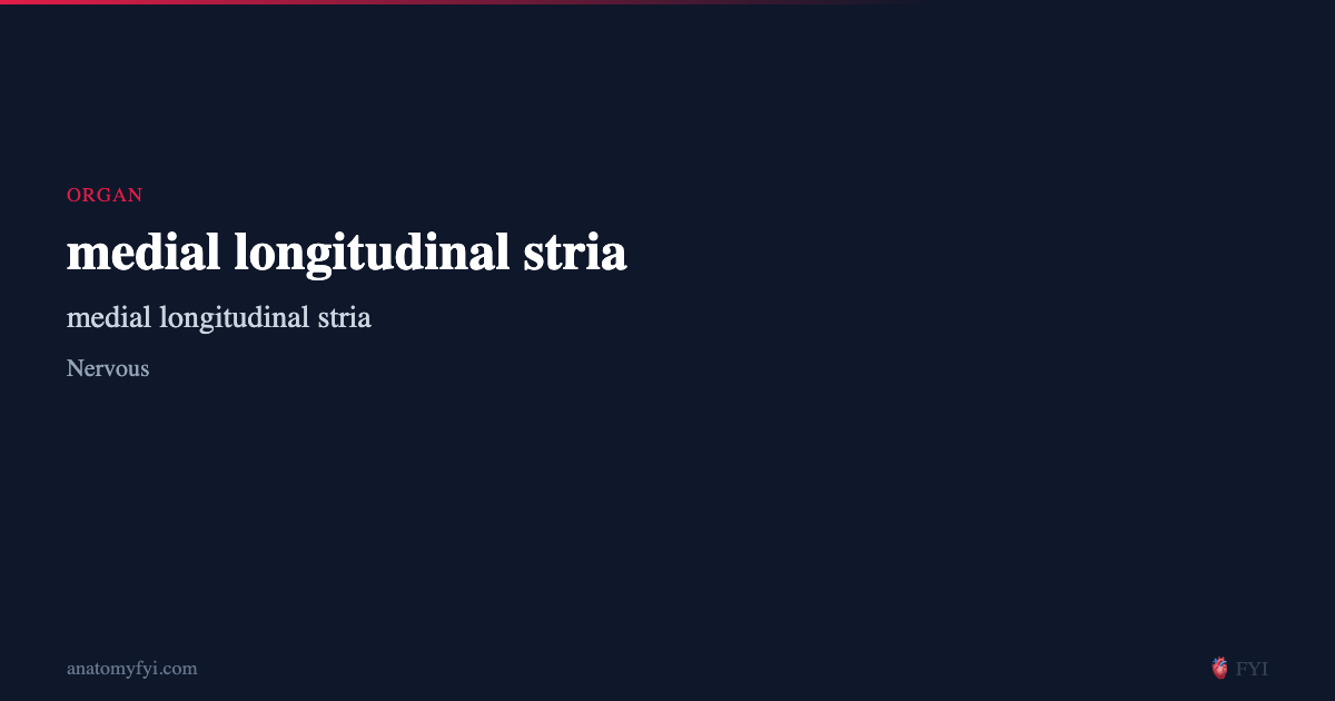 medial longitudinal stria