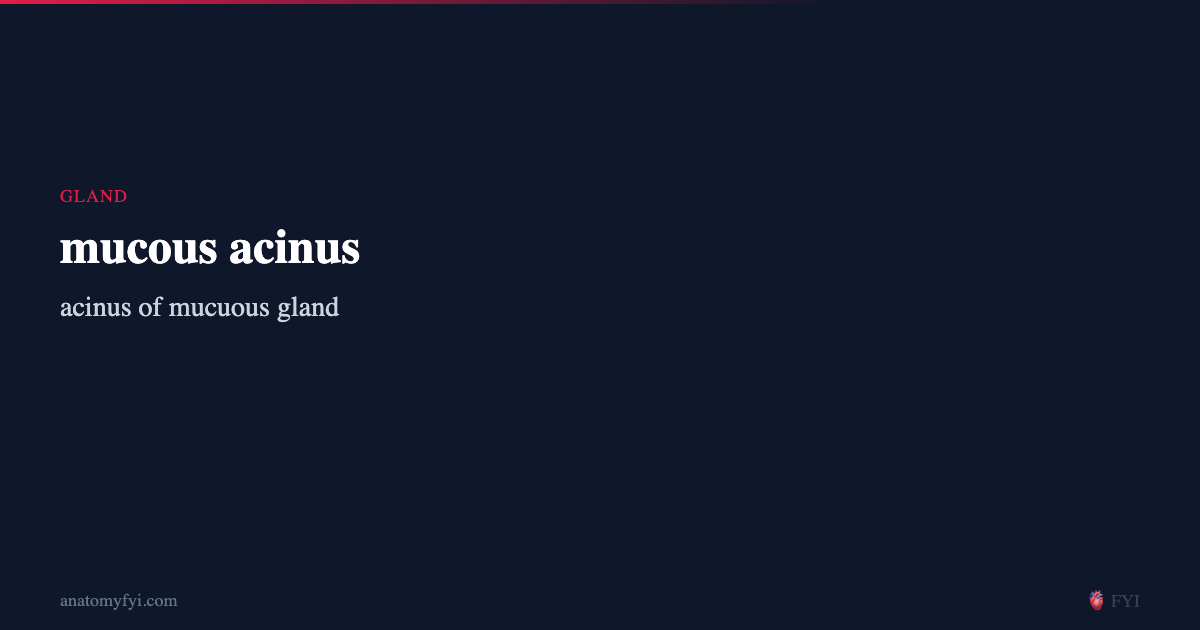 mucous acinus