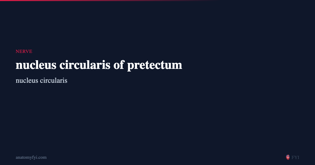 nucleus circularis of pretectum