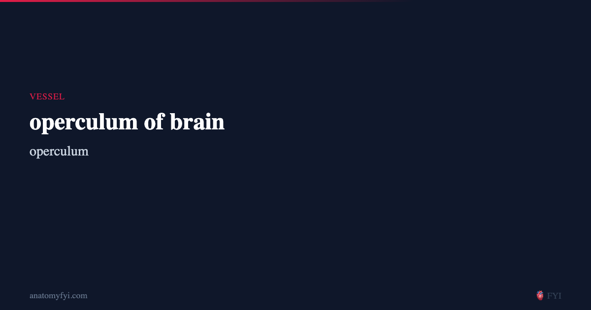 operculum of brain