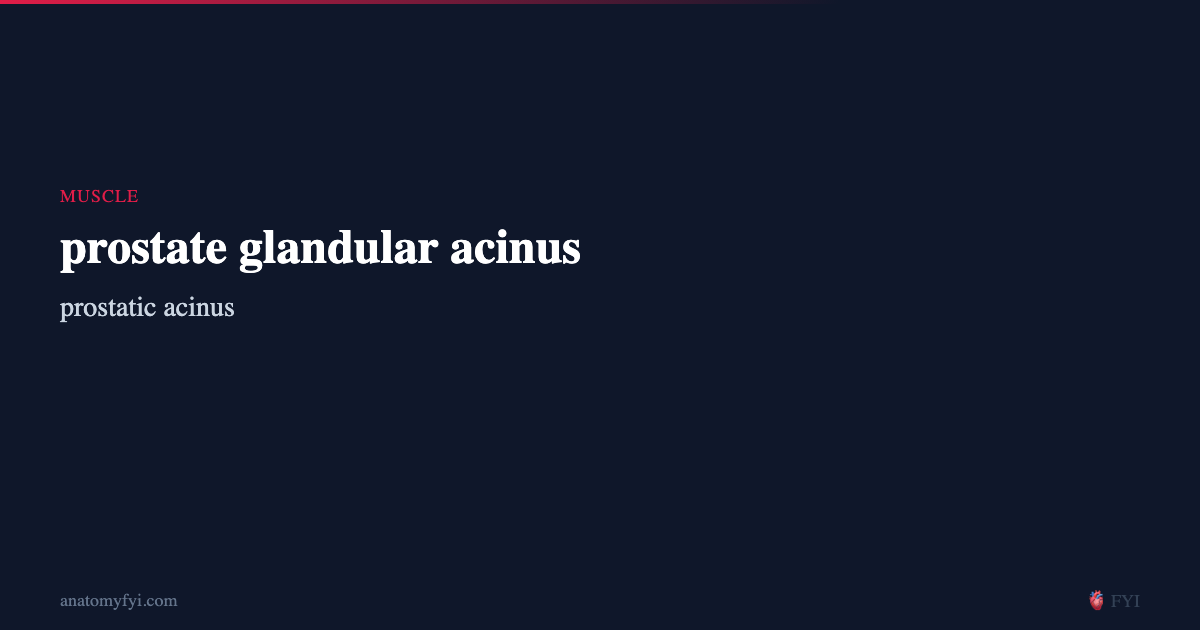 prostate glandular acinus