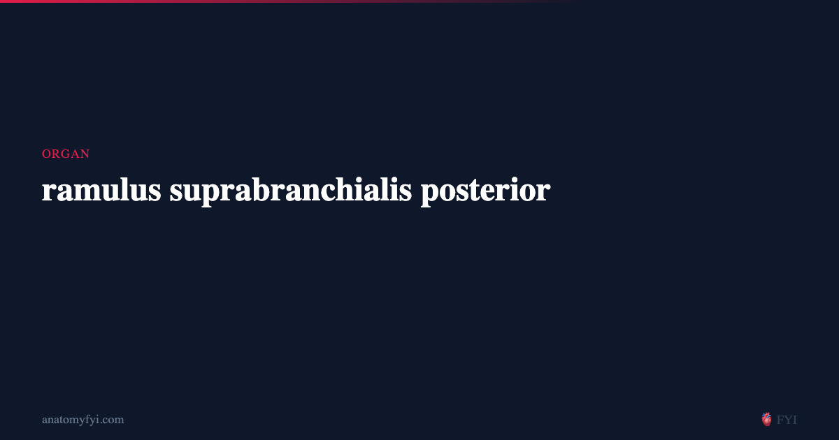 Ramulus ramulus suprabranchialis posterior
