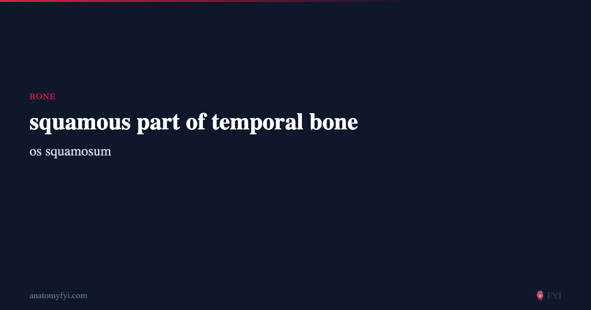 squamous part of temporal bone
