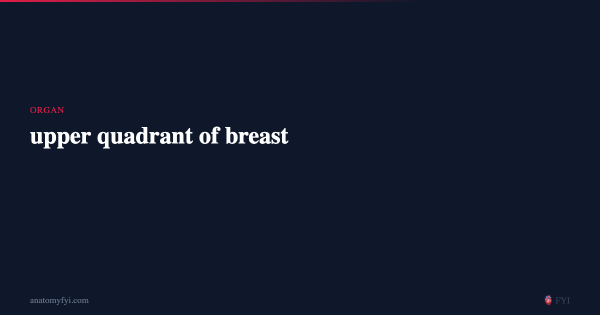 upper quadrant of breast