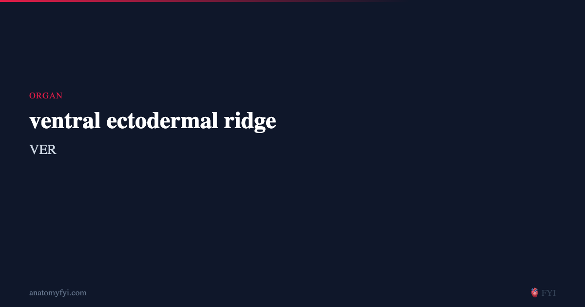 Ventral Ridging ventral ectodermal ridge